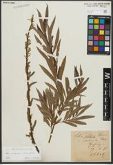 Foto von Salix purpurea L. x Salix viminalis L.